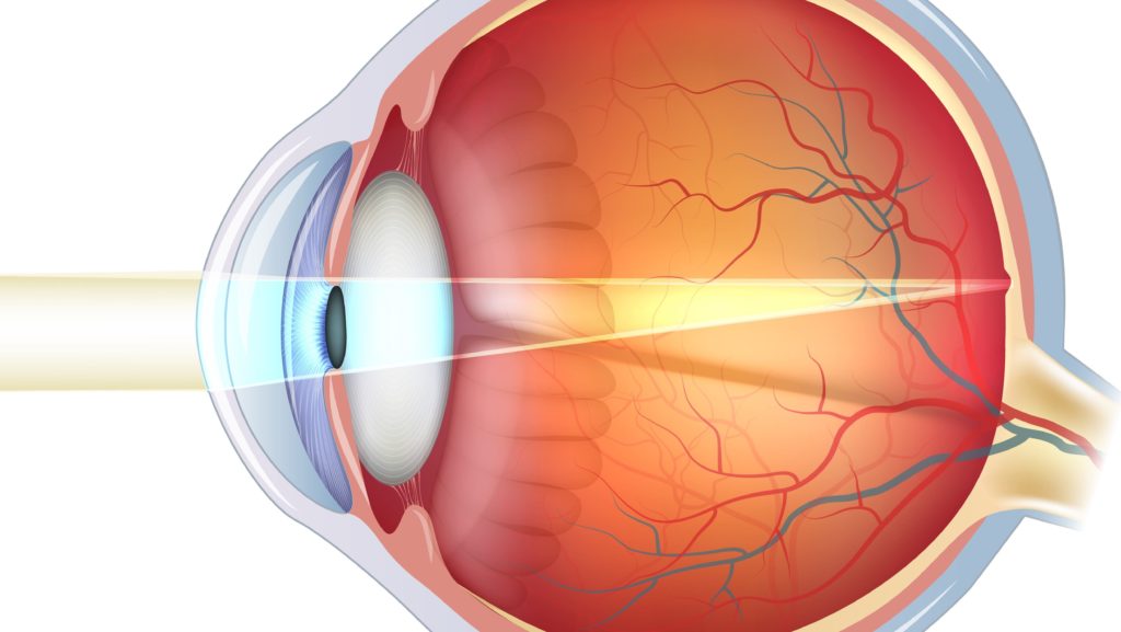 Auge erleben â€¢ Aufbau des Auges, SehstÃ¶rungen & Sehvorgang